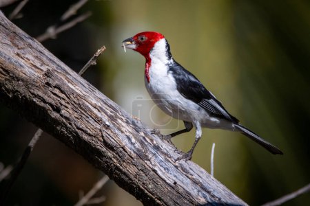A Red-cowled Cardinal also know as Cardinal perched on the branch. Species Paroaria Dominicana. Endemic bird of Brazil. animalworld. Birdwatching. bird lover.