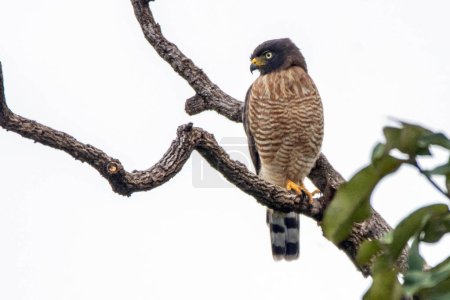 The Roadside Hawk also know as Gaviao-carijo perched in the wood. Species Rupornis magnirostris. animalworld. bird lover. Birdwatching. hawk hunting.