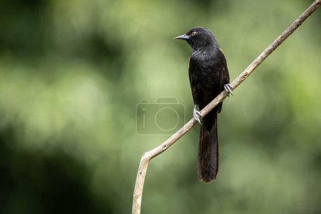 El pájaro amarillo alado negro posado en un árbol. La especie Icterus pyrrhopterus también conoce Encontro. Observando aves. Animal World. Amante de los pájaros. Pájaro negro.