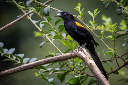 Der schwarze geflügelte gelbe Vogel hockte auf einem Baum. Die Art Icterus pyrrhopterus kennt auch Encontro. Vogelbeobachtung. Tierwelt. Vogelliebhaber. Schwarzer Vogel.