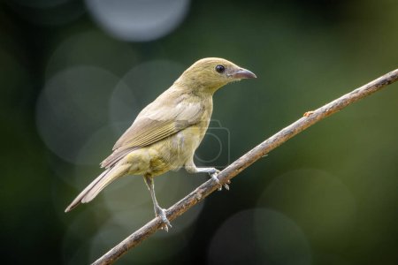 Green bird. A Palm Tanager also know as sanhaco or Coconut Tanager perched on the branch. Species Thraupis palmarum. Birdwatching. Birding.