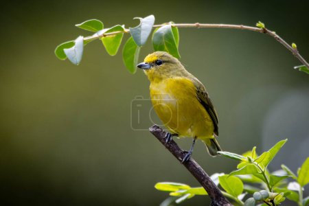 A Violaceous Euphonia also know as gaturamo perching in a branch tree.  Green background, Species Euphonia violacea. Birdwatching. Animal world. Yellow bird.