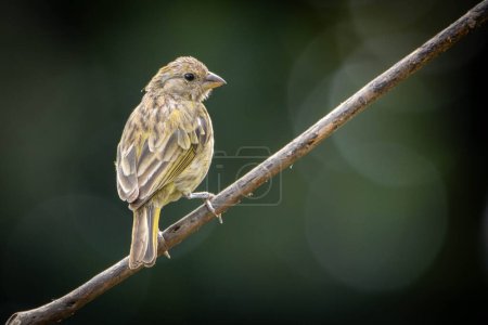 Una hembra de Saffron Finch también conocida como Canario o Chirigue Azafranado bajo la lluvia. Species Sicalis flaveola. Observador de aves. amante de las aves. Observación de aves. Aves amarillas.