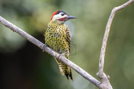 A  Green-barred woodpecker also know as Pica-pau or Carpintero perched on the branch. Species Colaptes melanochloros. Birdwatching. Birding. Bird lover.