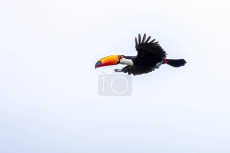 Un Toco Toucan aussi connu sous le nom de Tucano volant au-dessus d'un arbre. Espèce Ramphastos moignon. Observateur d'oiseaux. Oiseaux.
