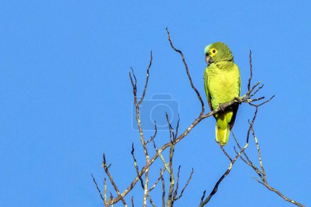A Turquoise-fronted Parrot also know as Papagaio. Species Amazona aestiva. It is a typical parrot of the Brazilian forest. Birdwatching. Birding. Bird lover.