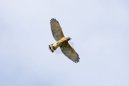 Der Flug des Roadside Hawk ist auch als Gaviao-carijo bekannt. Art Rupornis magnirostris. Tierwelt. Vogelliebhaber. Vogelbeobachtung. Falkenjagd.