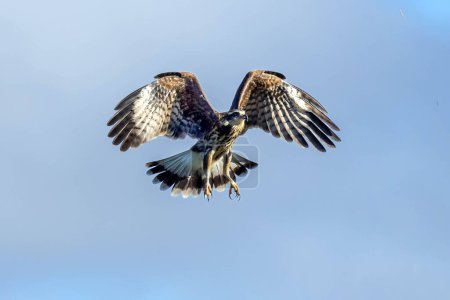 Photo for A Snail Kite also know as  Gaviao-caramujeiro flying to hunt. Species Caracara plancus. Animal world. Bird lover. Birdwatching. - Royalty Free Image