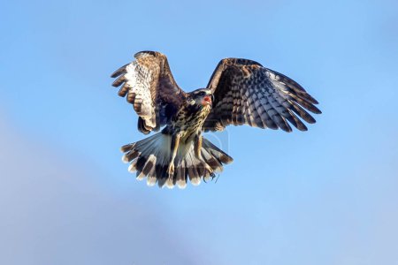 Ein Schneckendrachen, auch bekannt als Gaviao-caramujeiro, fliegt zur Jagd. Art Caracara plancus. Tierwelt. Vogelliebhaber. Vogelbeobachtung.