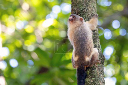 The black-tailed marmoset also knows as Sagui-do Cerrado hang from a tree trunk. Species Mico melanurus. Animal world. Monkey from South America.