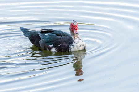 El pato moscovita también sabe Pato-do-mato nadando en un lago. Species Cairina moschata. Pato nativo de las Américas. Animales salvajes. Mundo animal.
