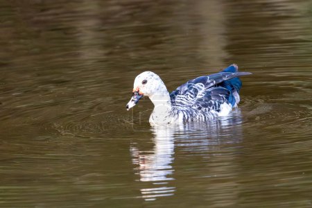 The Muscovy duck also knows Pato-do-mato swiming in a lake. Species Cairina moschata. Duck native to the Americas. Wild animals. Animal world.