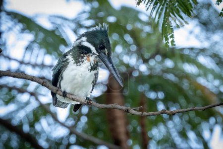 Der Amazonas-Eisvogel kennt man auch als Eisvogel, der auf einem Ast hockt. Art Chloroceryle amazona. Tierwelt. Vogelbeobachtung. Vogelbeobachtung. Vogelliebhaber.