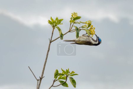 Photo for Blue Faced Honey Eater Close Up Upside Down on Flowering Plant - Royalty Free Image