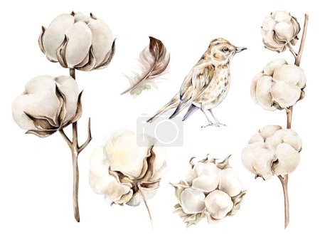 Téléchargez les photos : Ensemble de fleurs en coton aquarelle, oiseau isolé sur blanc - en image libre de droit