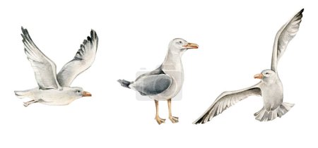 set of three seagulls in a white background