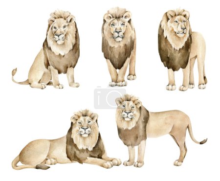 Foto de Acuarela león aislado.Conjunto de leones. Animal africano. - Imagen libre de derechos
