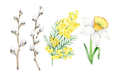 Photo for Watercolor spring flowers set:willow branch,daffodil flower,mimosa.Floral elements.Springtime. - Royalty Free Image