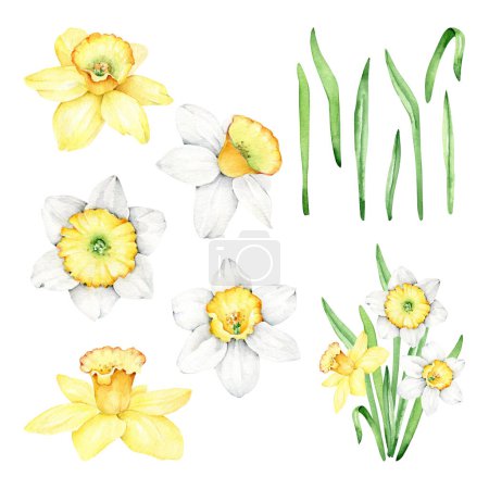 Photo for Watercolor daffodil flower set.narcissus flower - Royalty Free Image