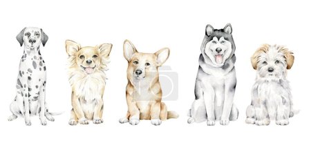 Téléchargez les photos : Chiens aquarelle dessinés à la main isolés sur fond blanc.Collection chiens : Dalmatien, Jouet Terrier, Maltipoo, Husky, Corgi - en image libre de droit