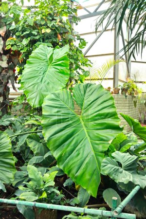 Close up view of Philodendron giganteum Schott or Philodendron giant