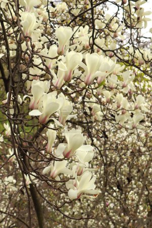 Foto de Vista de cerca de la floreciente magnolia blanca - Imagen libre de derechos