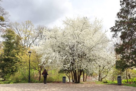 Foto de Árbol floreciente en el Jardín Botánico Fomin en Kiev, Ucrania - Imagen libre de derechos