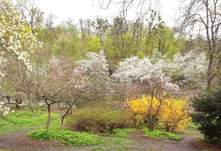 Foto de Magnolia floreciente en el Jardín Botánico Fomin en Kiev, Ucrania - Imagen libre de derechos