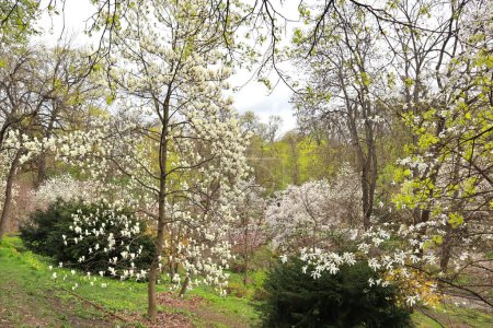 Foto de Magnolia floreciente en el Jardín Botánico Fomin en Kiev, Ucrania - Imagen libre de derechos
