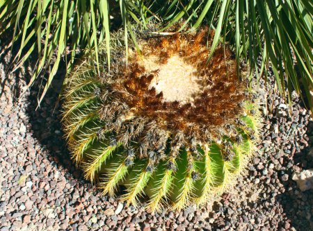 Close up view of Echinocactus grusonii or Echinocactus Gruzon