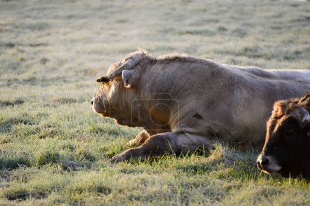 Foto de Toro Charolais blanco, de perfil en un prado congelado por la mañana - Imagen libre de derechos