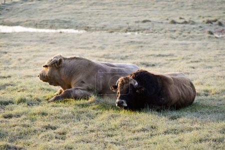 Foto de Dos toros Aubrac y Charolais tirados uno al lado del otro en un prado congelado por la mañana - Imagen libre de derechos
