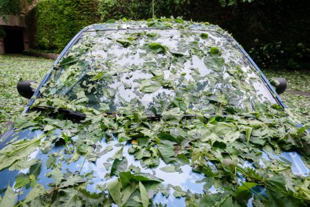 Umgestürzte Blätter nach Hagelschlag bedecken Windschutzscheibe und Motorhaube eines Autos