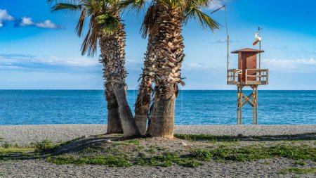 Palm trees on Almunecar beach, Granada, Andalusia, Spain. High quality photo