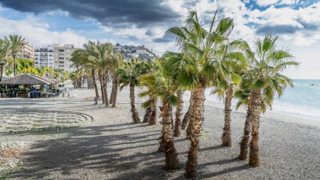 Palmen am Strand von Almunecar, Granada, Andalusien, Spanien. Hochwertiges Foto