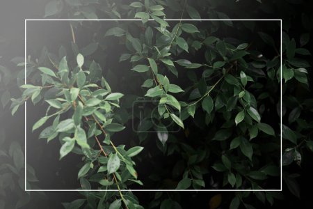 Dunkelgrüne Blattkulisse, dunkler Ton, kleine Blätter, tropische Blätter, dunkelgrüne Blatttapete, Blatthintergrund mit weißem Fotorahmen.