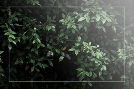 Dunkelgrüne Blattkulisse, dunkler Ton, kleine Blätter, tropische Blätter, dunkelgrüne Blatttapete, Blatthintergrund mit weißem Fotorahmen.