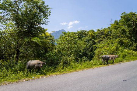 Photo for This landscape photo was taken, in Asia, in Vietnam, in Tonkin, between Dien Bien Phu and Lai Chau, in summer. We see Buffalos crossing a road in the green countryside, under the Sun. - Royalty Free Image