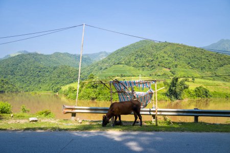 Téléchargez les photos : Cette photo de paysage a été prise, en Asie, au Vietnam, au Tonkin, entre Dien Bien Phu et Lai Chau, en été. Nous voyons une vache au bord d'une route asphaltée dans les montagnes vertes, sous le soleil. - en image libre de droit