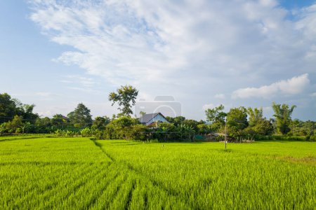Dieses Landschaftsbild wurde im Sommer in Asien, Vietnam, Tonkin und Na San aufgenommen. Wir sehen die grünen Reisfelder in der grünen Landschaft, unter der Sonne.