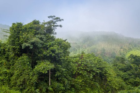 Photo for This landscape photo was taken, in Asia, in Vietnam, in Tonkin, between Dien Bien Phu and Lai Chau, in summer. We see tropical forests in the mist, under the Sun. - Royalty Free Image