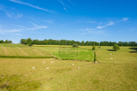 Esta foto de paisaje fue tomada en Europa, en Francia, en Borgoña, en Nievre, cerca de Chateau Chinon, en verano. Vemos vacas en un campo verde, bajo el sol.