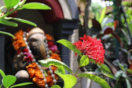 Téléchargez les photos : Floraison de fleurs de saraca asoca devant la statue de ganesh dans le jardin tropical bali. Tradition hindoue, fleurs saintes, maison de bali, bénéfice de la science des fleurs. Photo de haute qualité - en image libre de droit