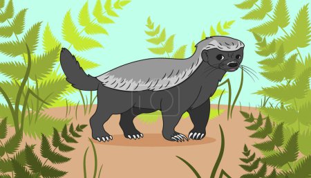 Téléchargez les photos : Honey badger, in cartoon style, against the background of grass and ferns, in the forest. Illustration. - en image libre de droit