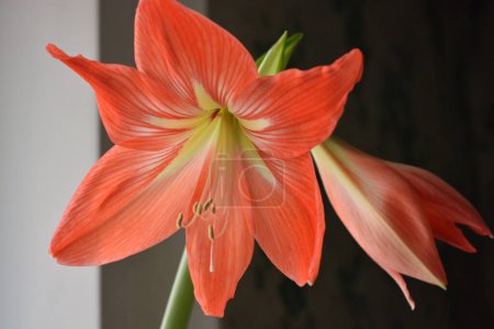 Photo for Beautiful and wonderful unusual Amaryllis (disambiguation) flowers with red yellow buds and large stamens. - Royalty Free Image