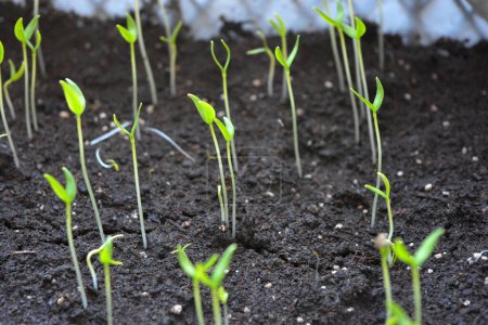 Foto de Una plántula joven y pequeña de semillas recién plantadas de pimientos dulces en el suelo. - Imagen libre de derechos