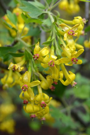 Photo for Beautiful, bright flowering fruit bush currant with yellow interesting flowers and green leaves growing on the street. - Royalty Free Image