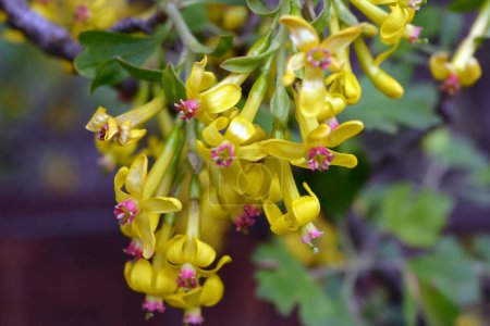 Photo for Beautiful, bright flowering fruit bush currant with yellow interesting flowers and green leaves growing on the street. - Royalty Free Image