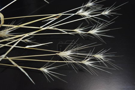 Téléchargez les photos : Oreilles dorées d'herbe sèche sur fond noir brillant - en image libre de droit