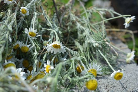 Medicinal plants, wild flowers of Ukraine, small white chamomile cut especially for drying. This daisy grew near the house.